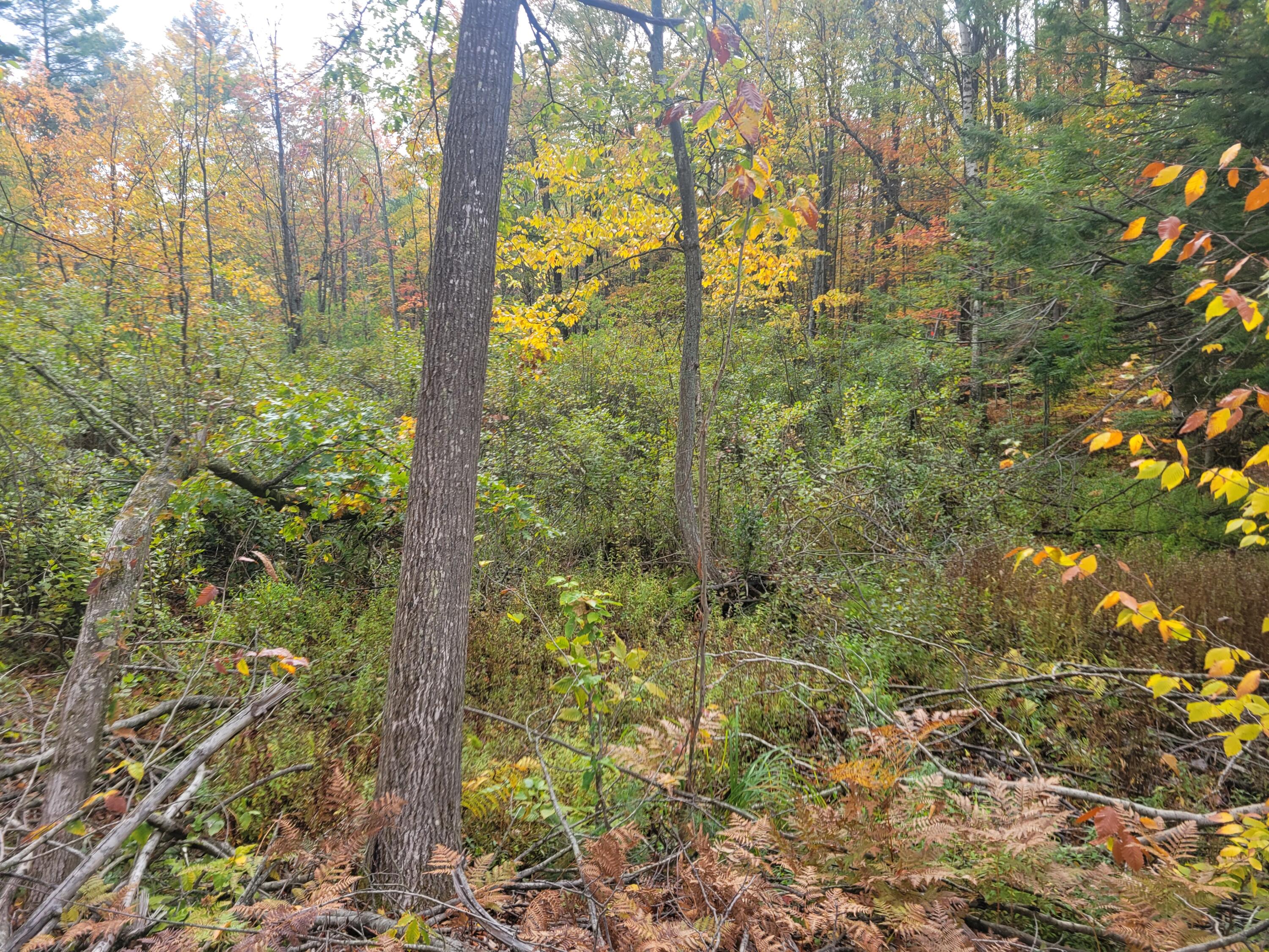 22 22 3/4 Road Manton, MI 49663 - Photo 8 of 21 20251013_110336