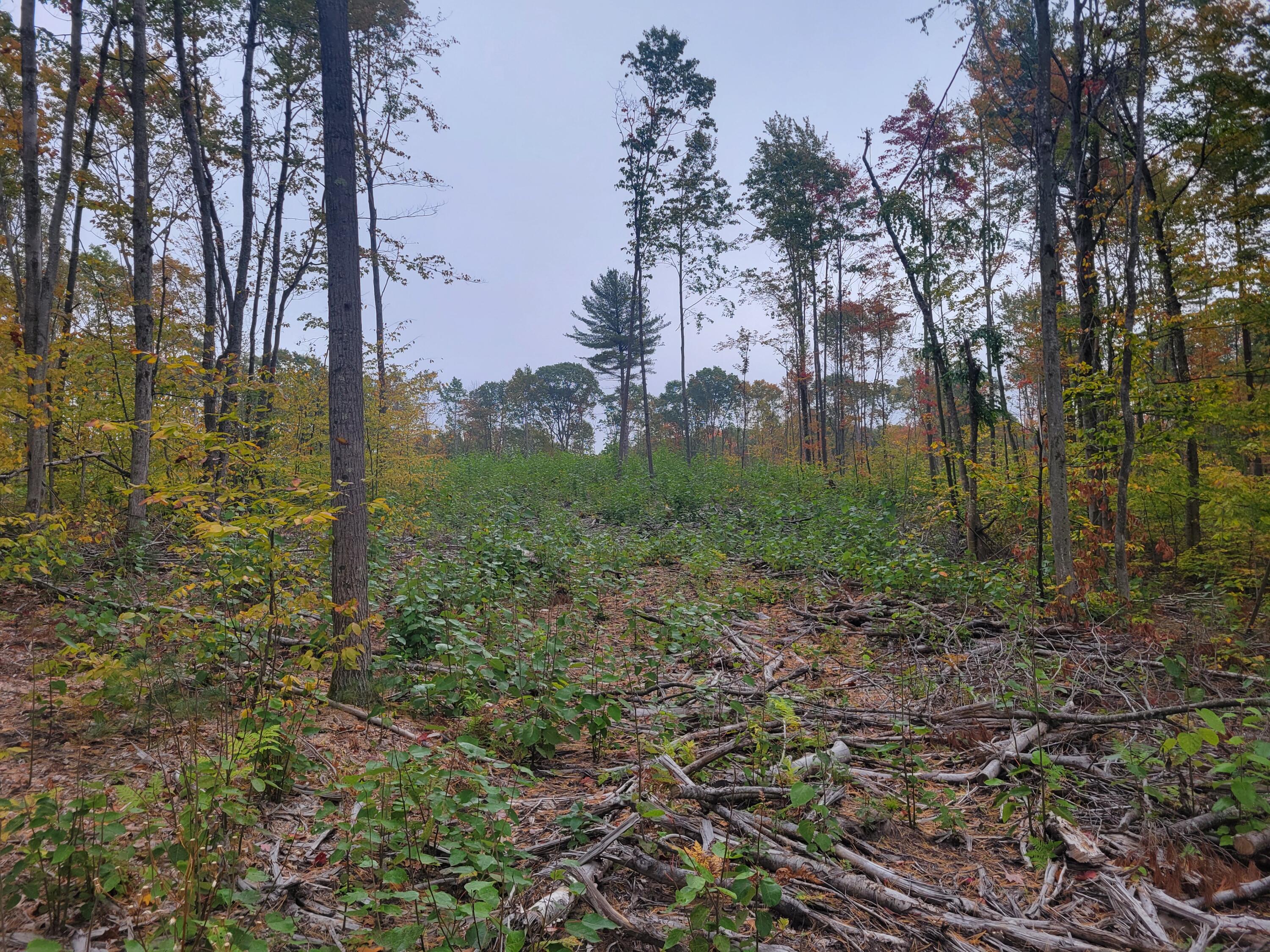 22 22 3/4 Road Manton, MI 49663 - Photo 10 of 21 20251013_105947