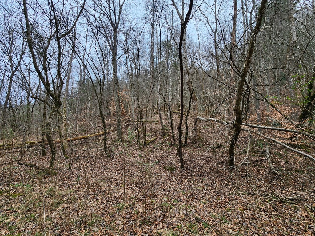 0 Middle Creek Road Cosby, TN 37722 - Photo 7 of 30