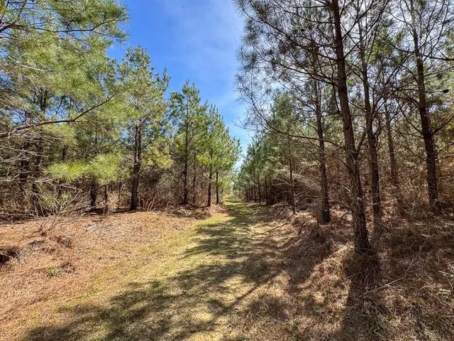 a view of a yard with a tree