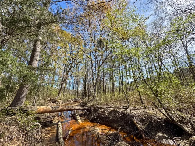 a view of a yard with plants and trees