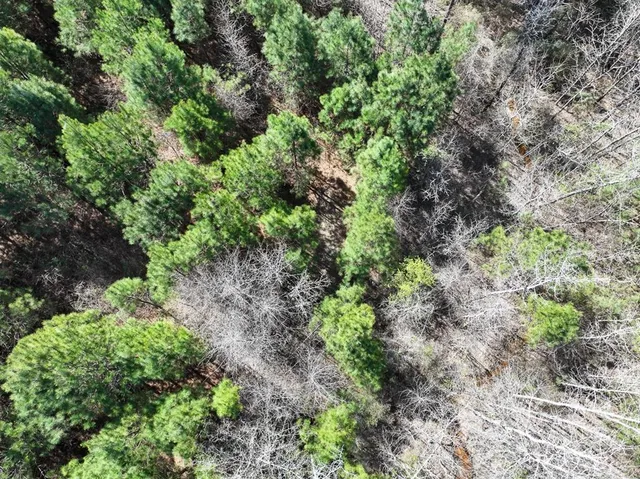 a plant view in yard