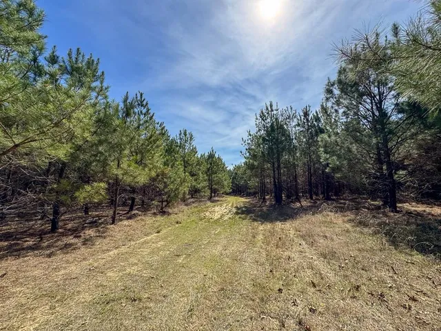 a view of a yard with trees