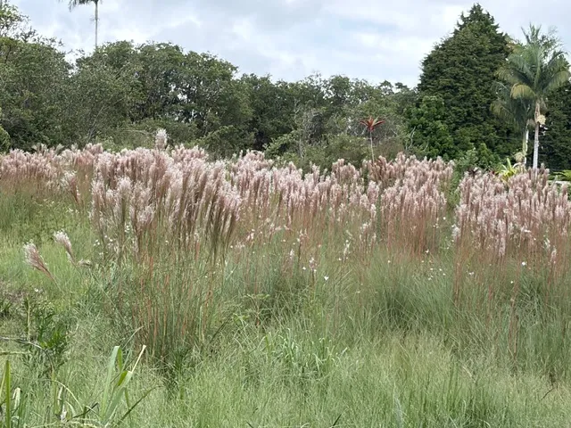 $42,000 | 18-1974 Lot 133 Hapuu Nani Road, Mountain View, HI 96771