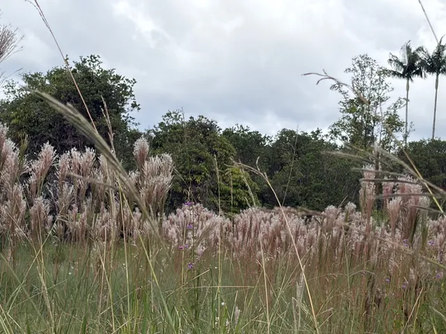 $42,000 | 18-1974 Lot 133 Hapuu Nani Road, Mountain View, HI 96771