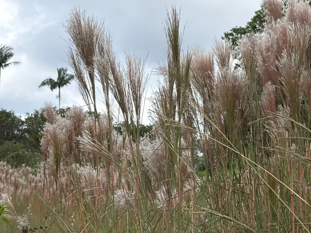 $42,000 | 18-1974 Lot 133 Hapuu Nani Road, Mountain View, HI 96771