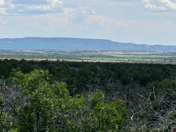 a view of a lush green field with lots of bushes