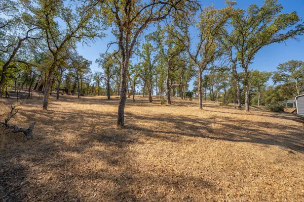 a view of dirt yard with a large tree