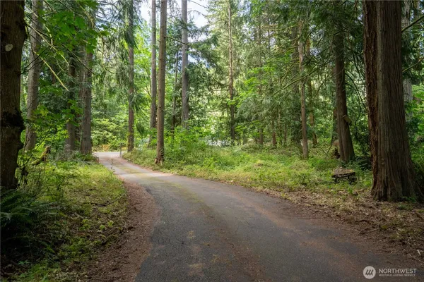 a view of a forest with trees