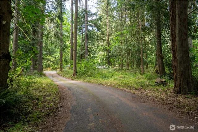 a view of a forest with trees