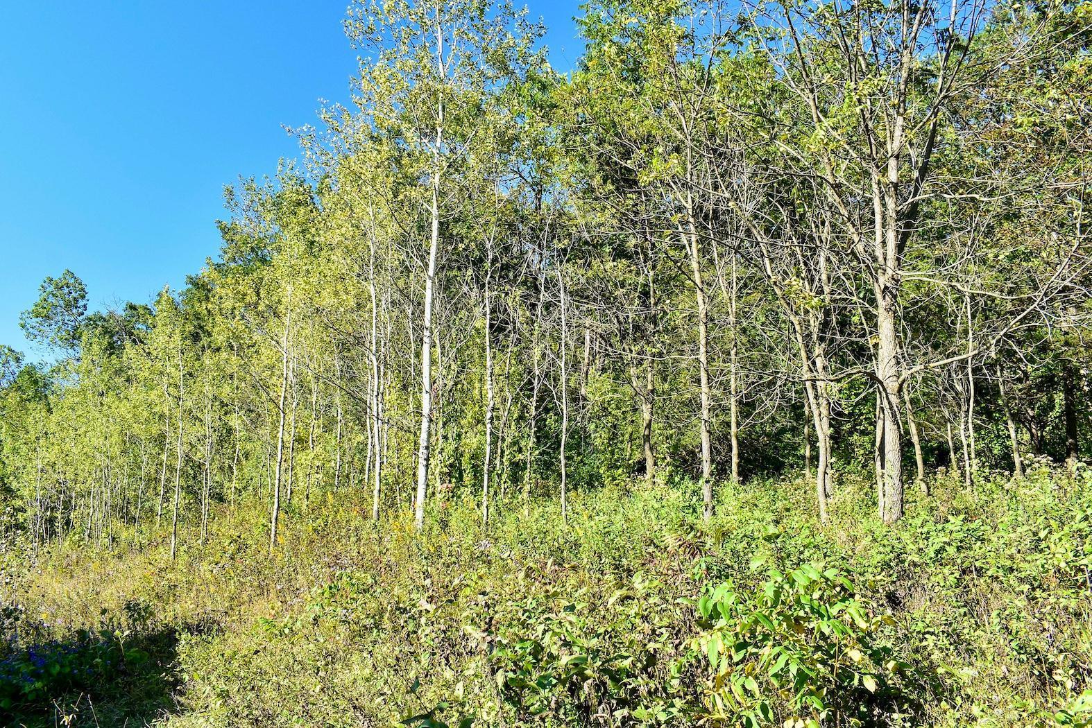 24242 Pfeiffer Hill Road Winona, MN 55987 - Photo 48 of 70