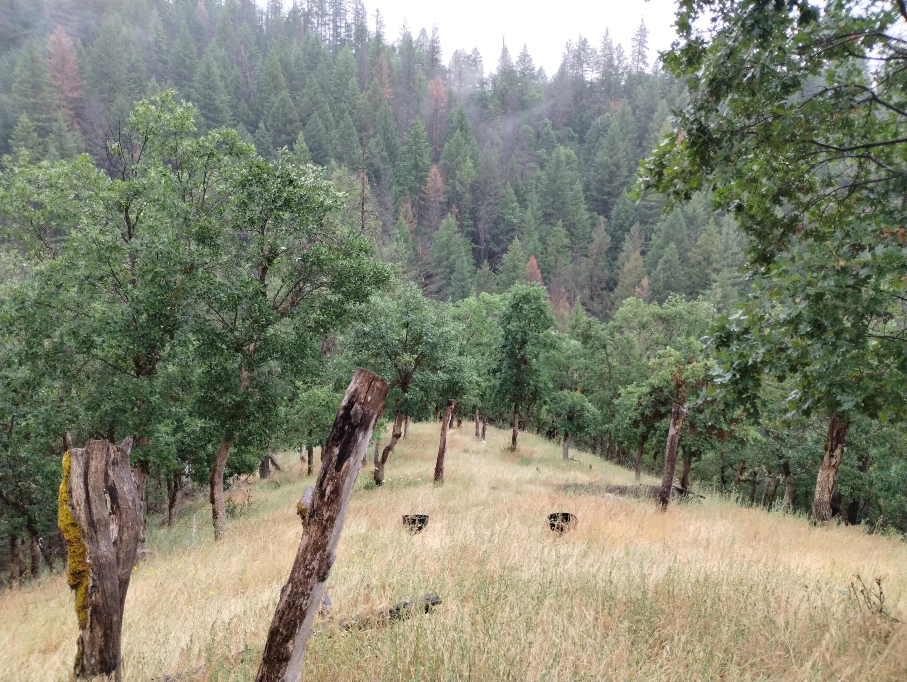 15147 Highway 3 Hayfork, CA 96041 - Photo 2 of 29 1 (82)