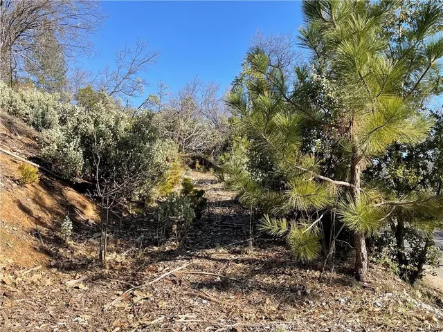 a view of a yard with plants and trees