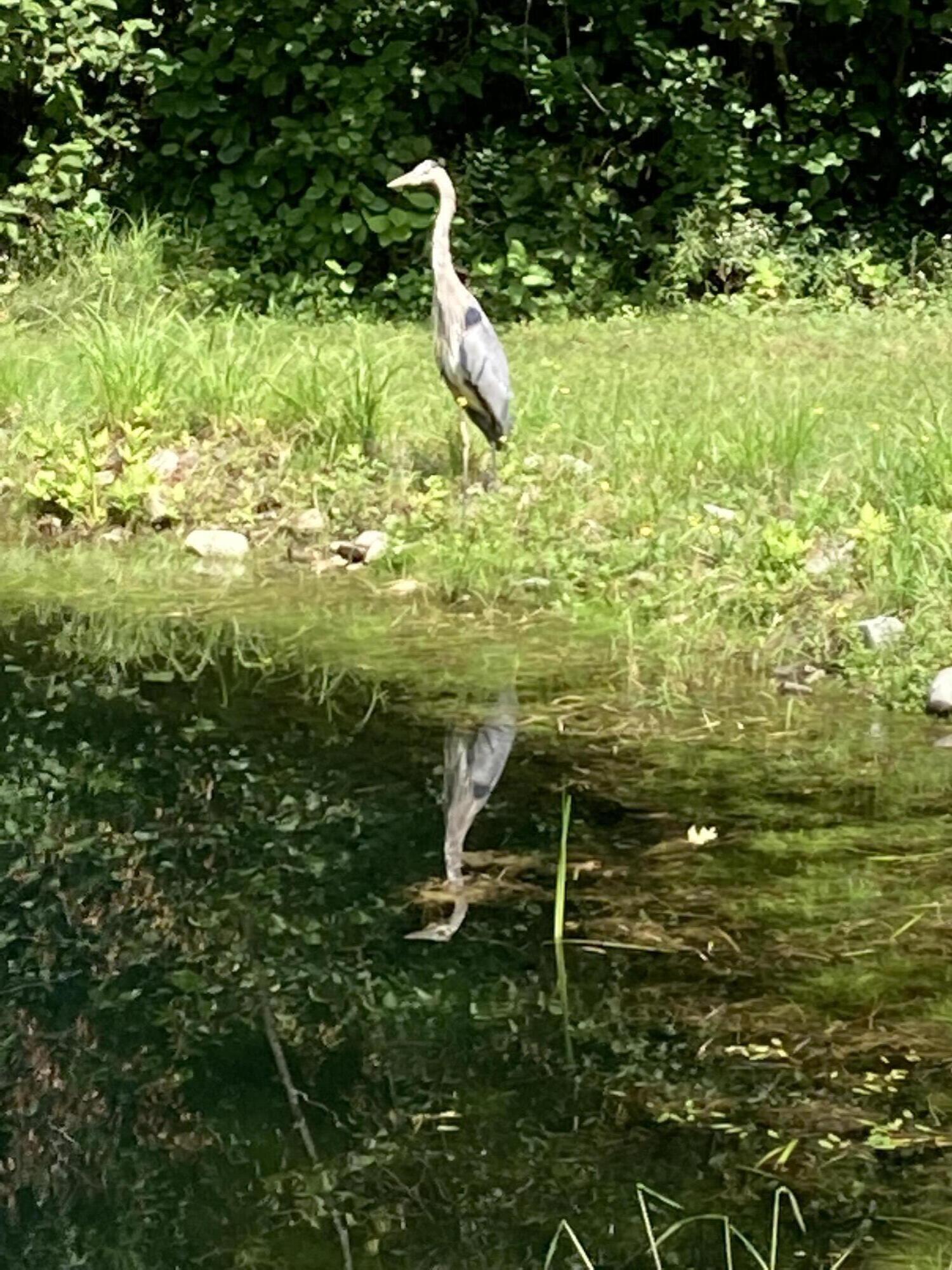 22 Island View Road Northport, ME 04849 - Photo 42 of 42 Heron on the Pond