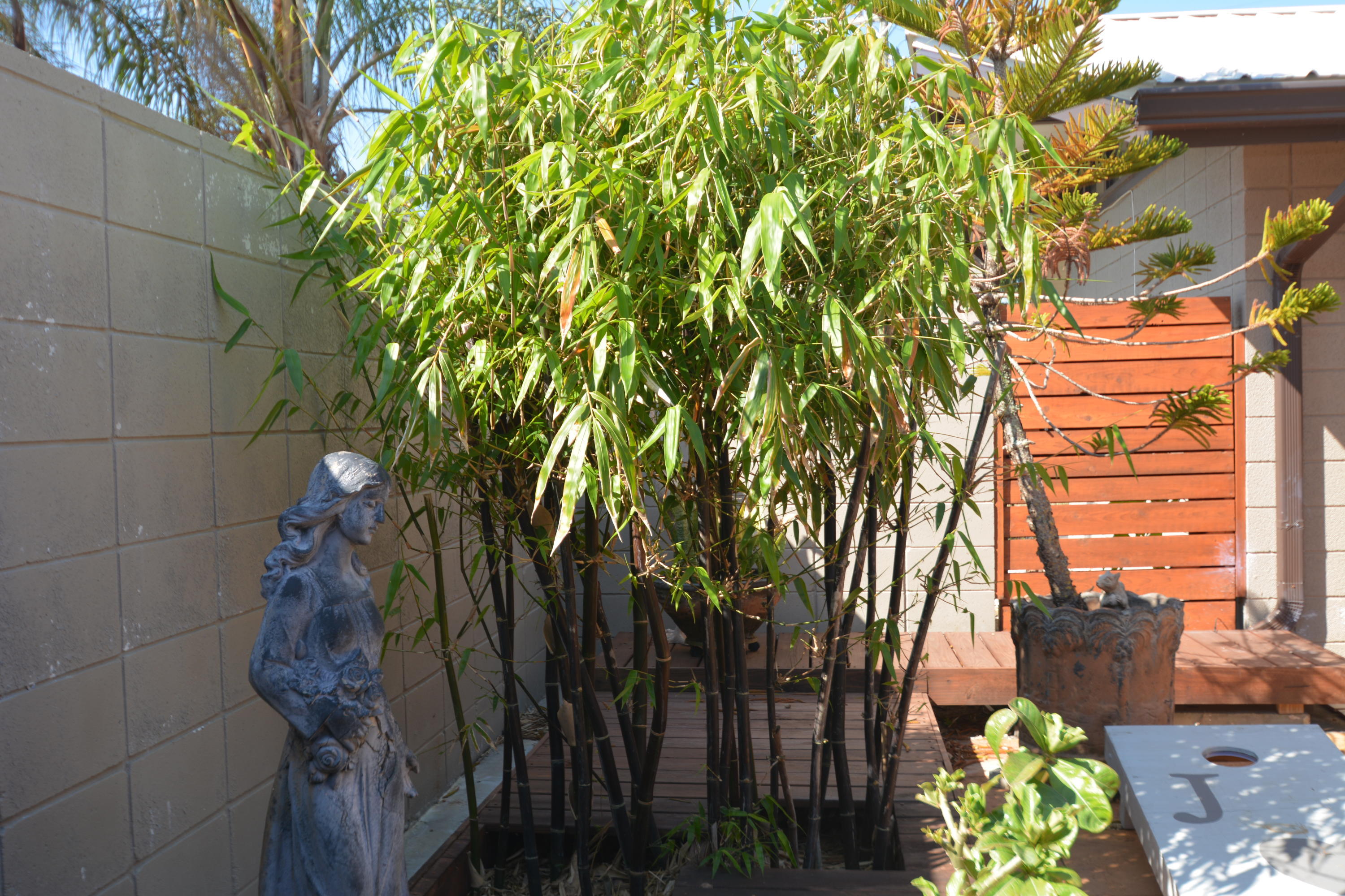 907 Santa Cruz Road Cocoa Beach, FL 32931 - Photo 22 of 30 a picture of a yard