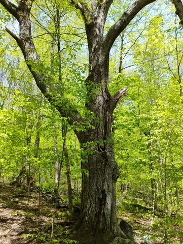 $475,000 | 0 Taft Road, Townshend, VT 05353