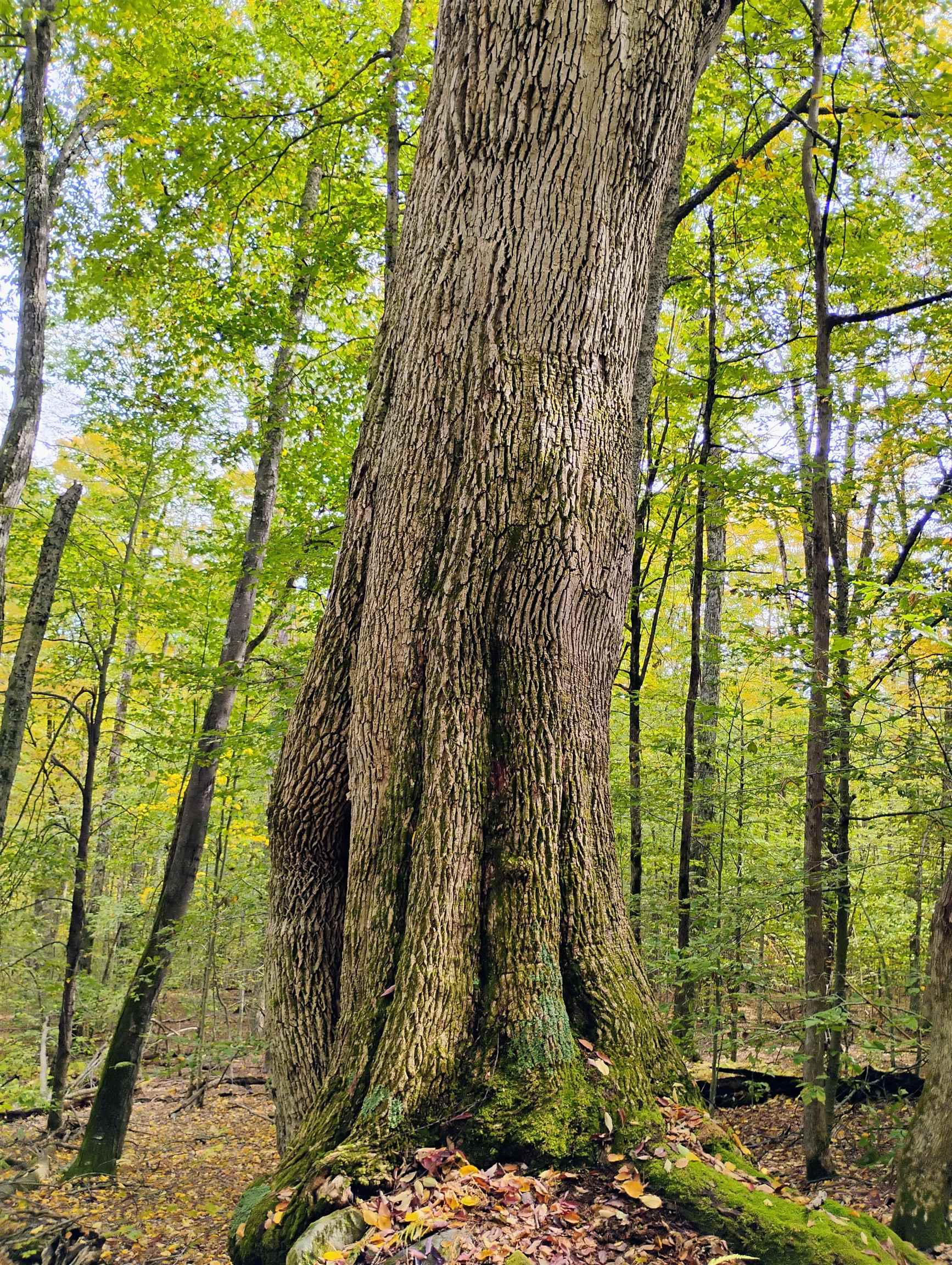 0 Taft Road Townshend, VT 05353 - Photo 4 of 20