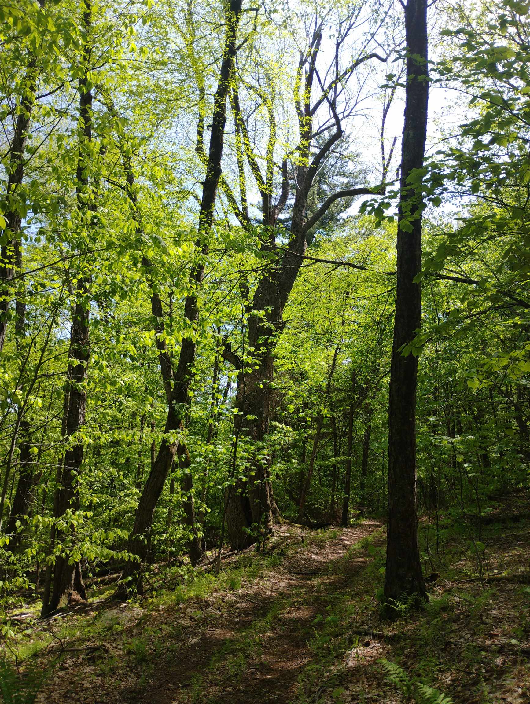 0 Taft Road Townshend, VT 05353 - Photo 6 of 20