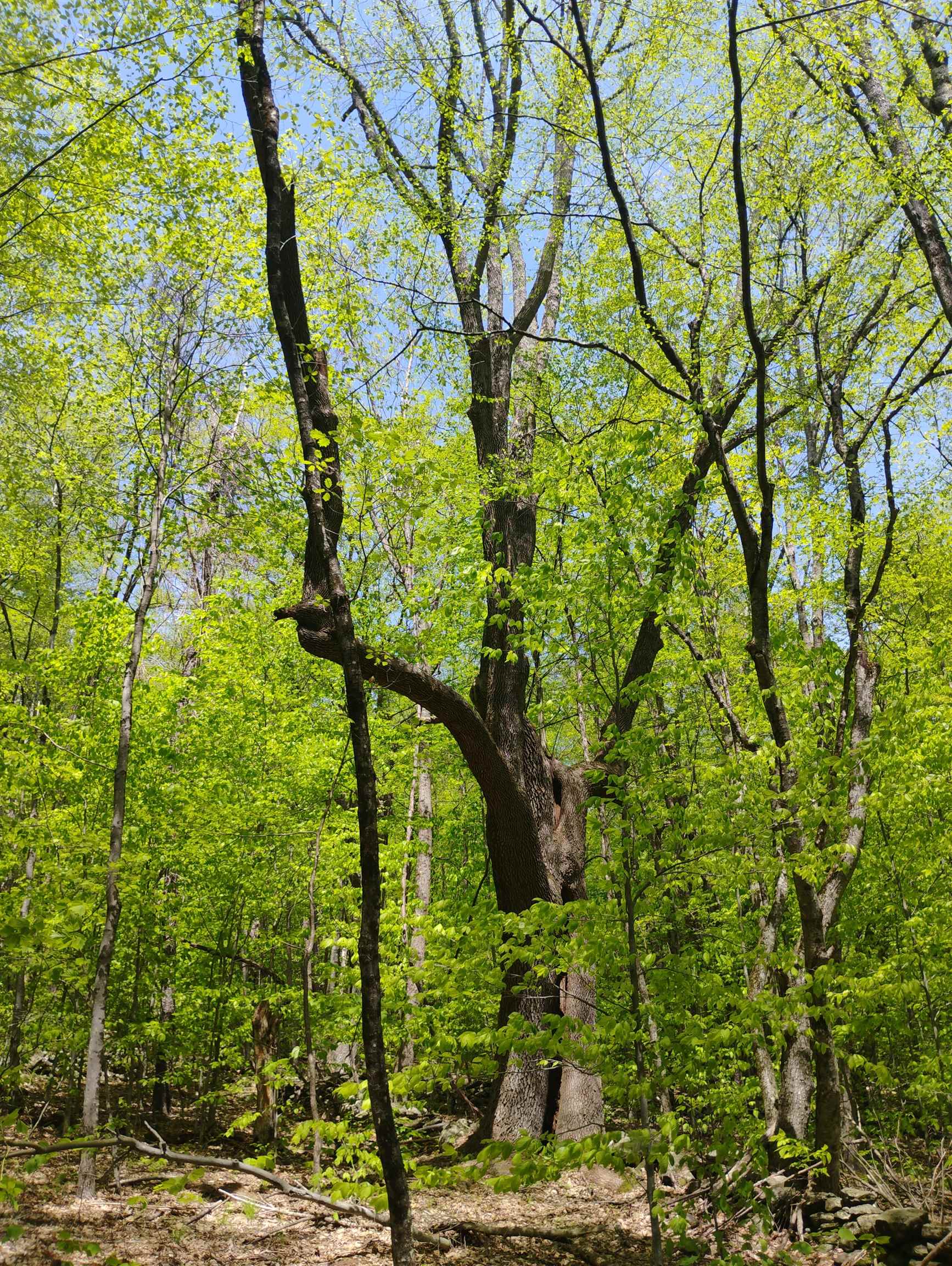 0 Taft Road Townshend, VT 05353 - Photo 7 of 20