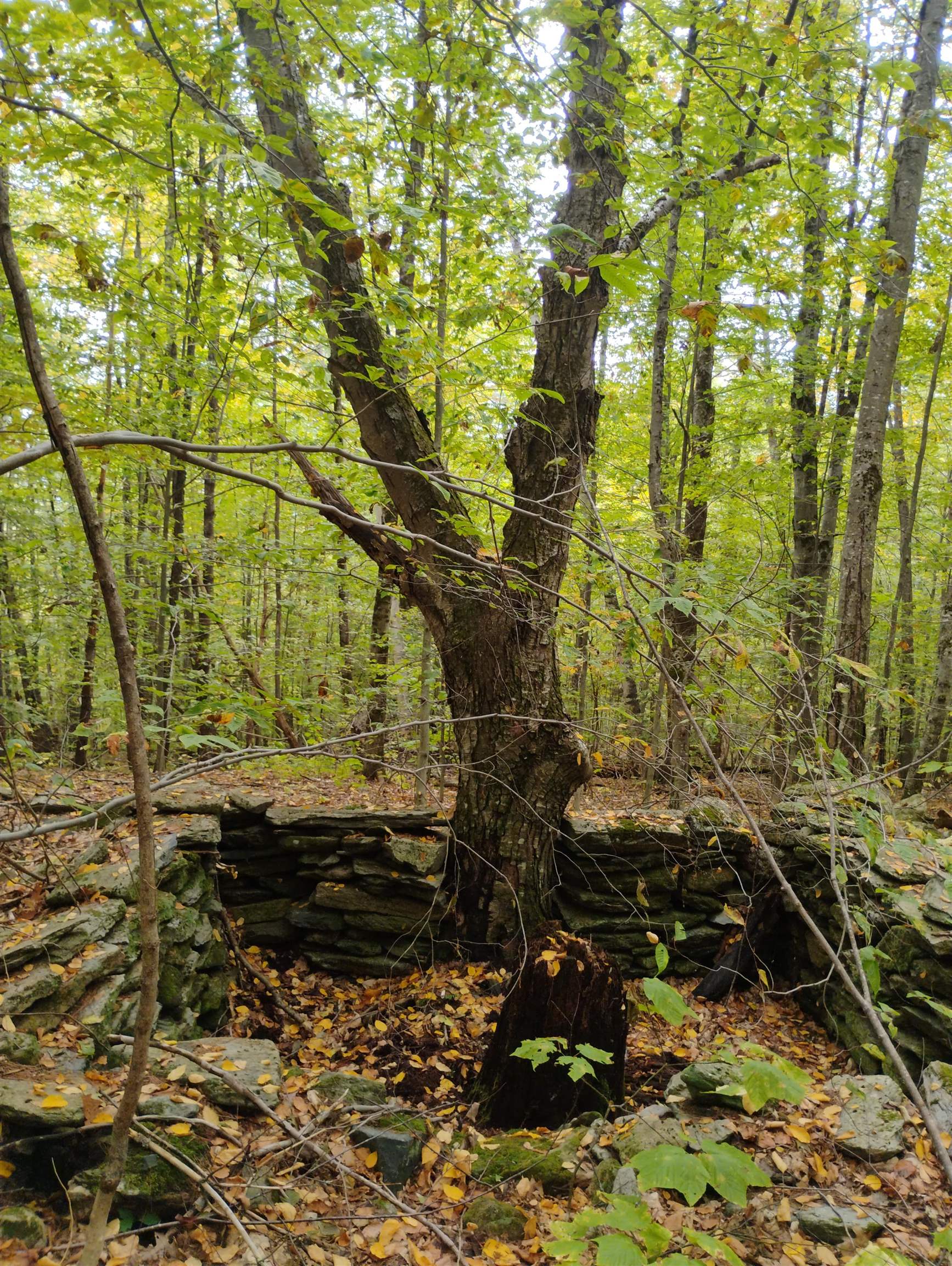 0 Taft Road Townshend, VT 05353 - Photo 8 of 20