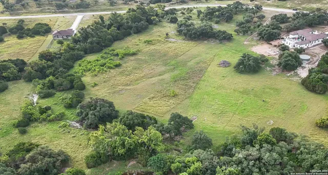 a view of a yard with plants and large trees