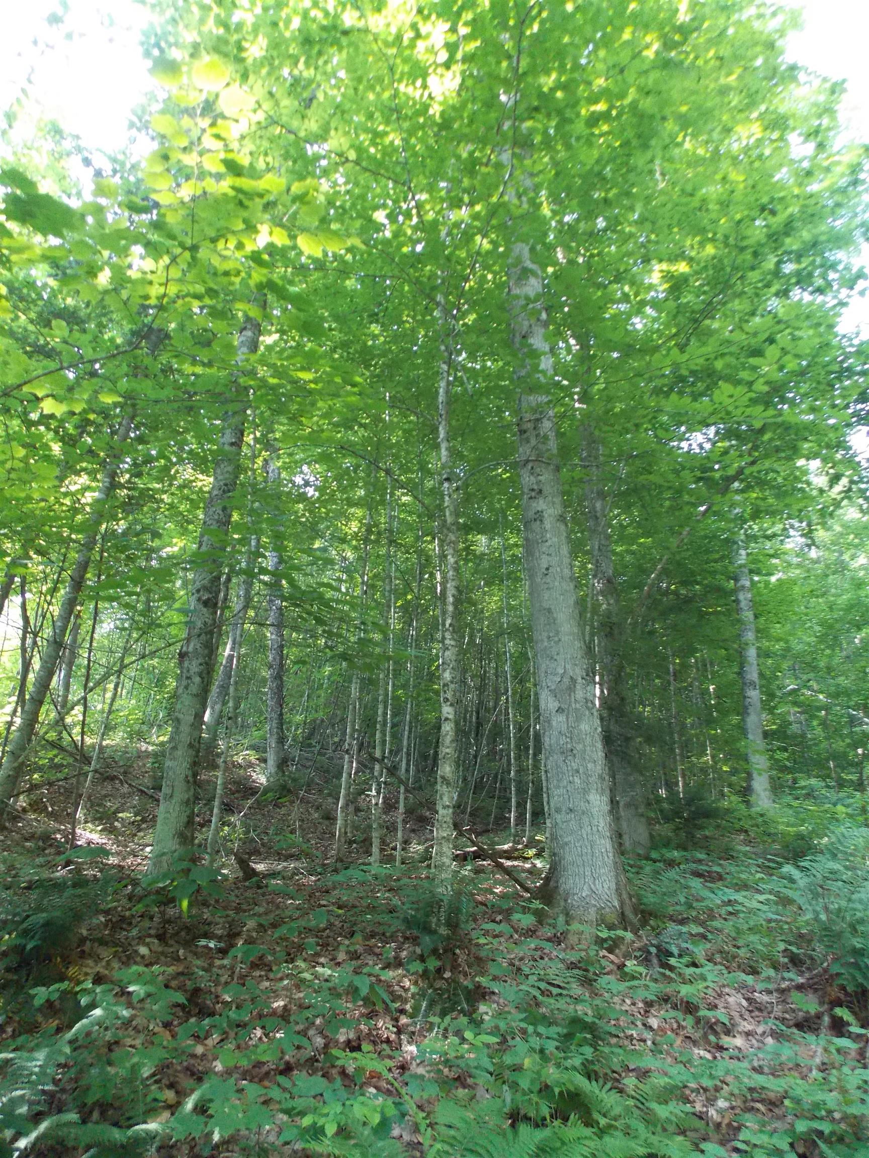 939 U S Route 5 Sutton, VT 05867 - Photo 16 of 23