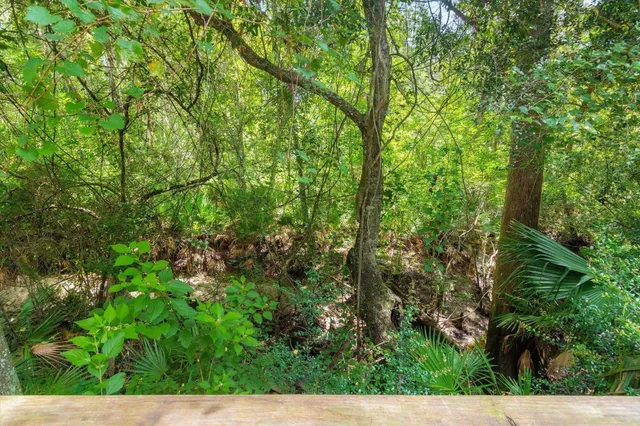 a view of a lush green forest