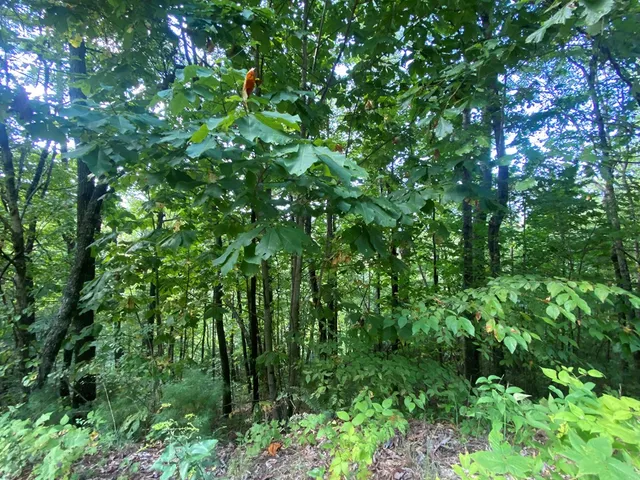 a view of a lush green forest