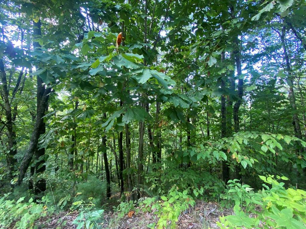 Lot 45 Big Secret Lane Murphy, NC 28906 - Photo 2 of 9 a view of a lush green forest