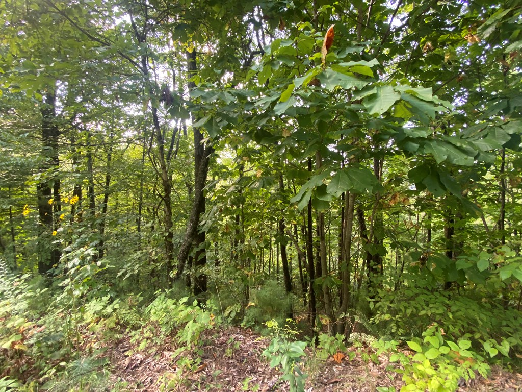 Lot 45 Big Secret Lane Murphy, NC 28906 - Photo 4 of 9 a view of a tree