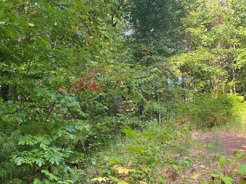 Lot 45 Big Secret Lane Murphy, NC 28906 - Photo 6 of 9 a view of a lush green forest