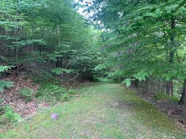 a view of a lush green forest