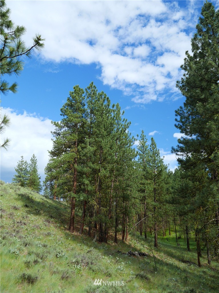 0 Paint Road Winthrop, WA 98862 - Photo 13 of 20 Gallery Image 13
