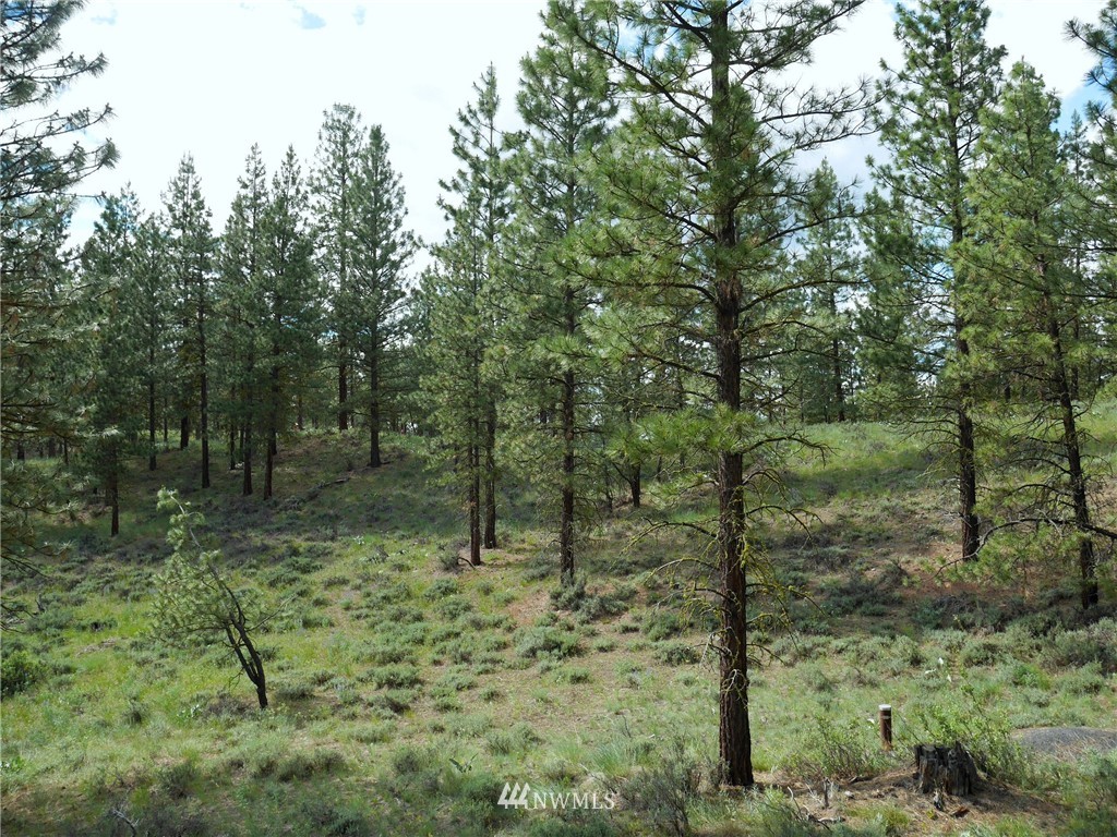 0 Paint Road Winthrop, WA 98862 - Photo 10 of 20 Gallery Image 10
