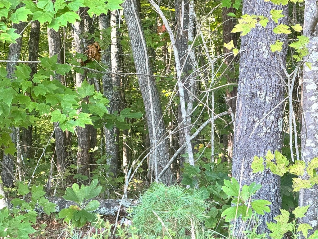 Lot 5 Felix Road Murphy, NC 28906 - Photo 13 of 19