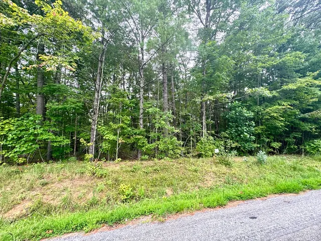 a view of a garden with plants