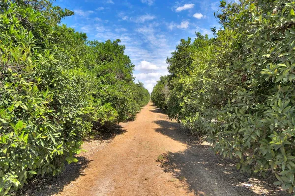 a view of a pathway with a tree