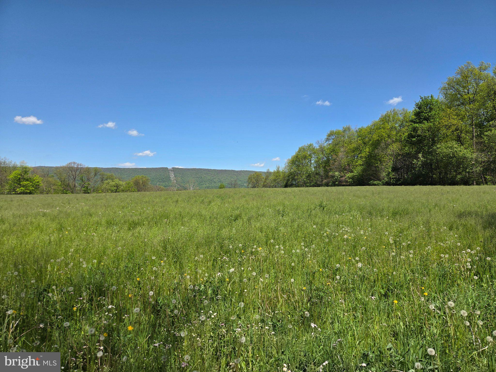 1010 Adams Grove Road Blain, PA 17006 - Photo 76 of 92 Vibrant meadow under a clear sky.