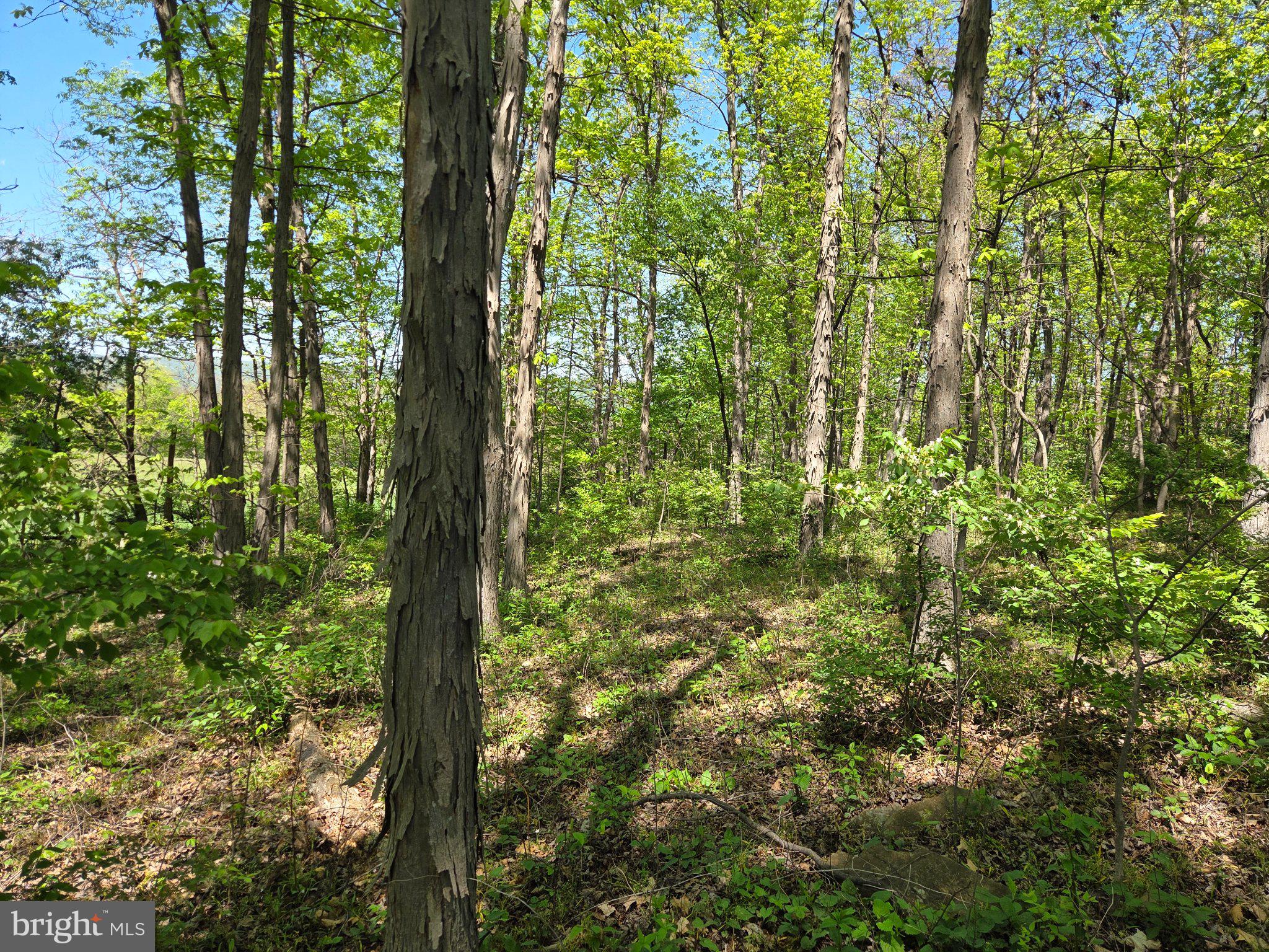 1010 Adams Grove Road Blain, PA 17006 - Photo 81 of 92 Lush woodland bathed in sunlight.
