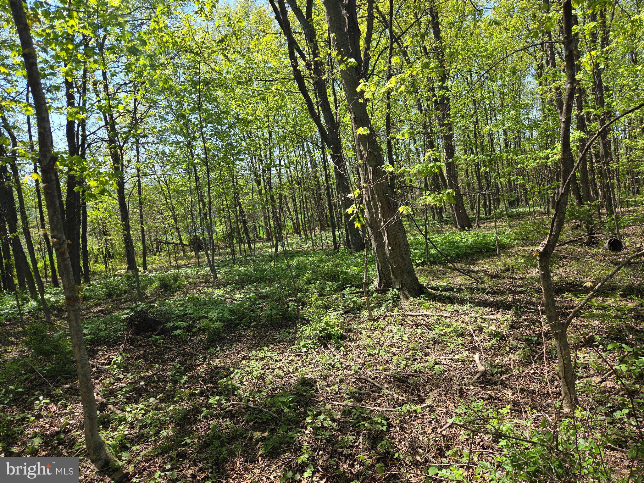 1010 Adams Grove Road Blain, PA 17006 - Photo 82 of 92 Lush green forest in springtime.
