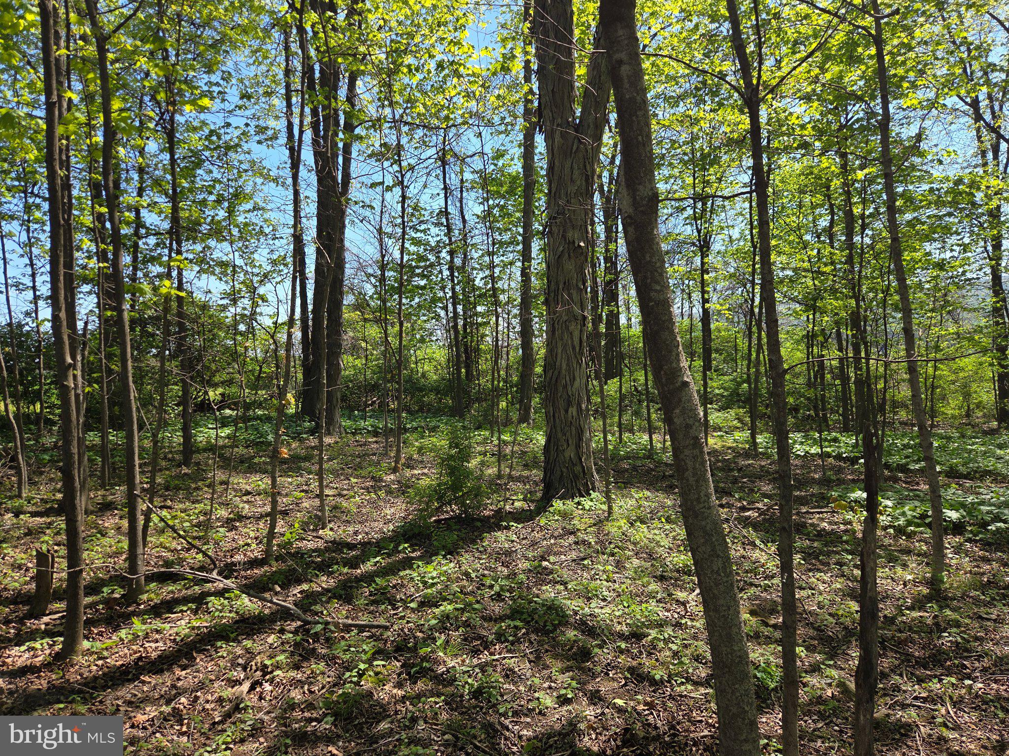 1010 Adams Grove Road Blain, PA 17006 - Photo 83 of 92 Sunlit forest glade in springtime.