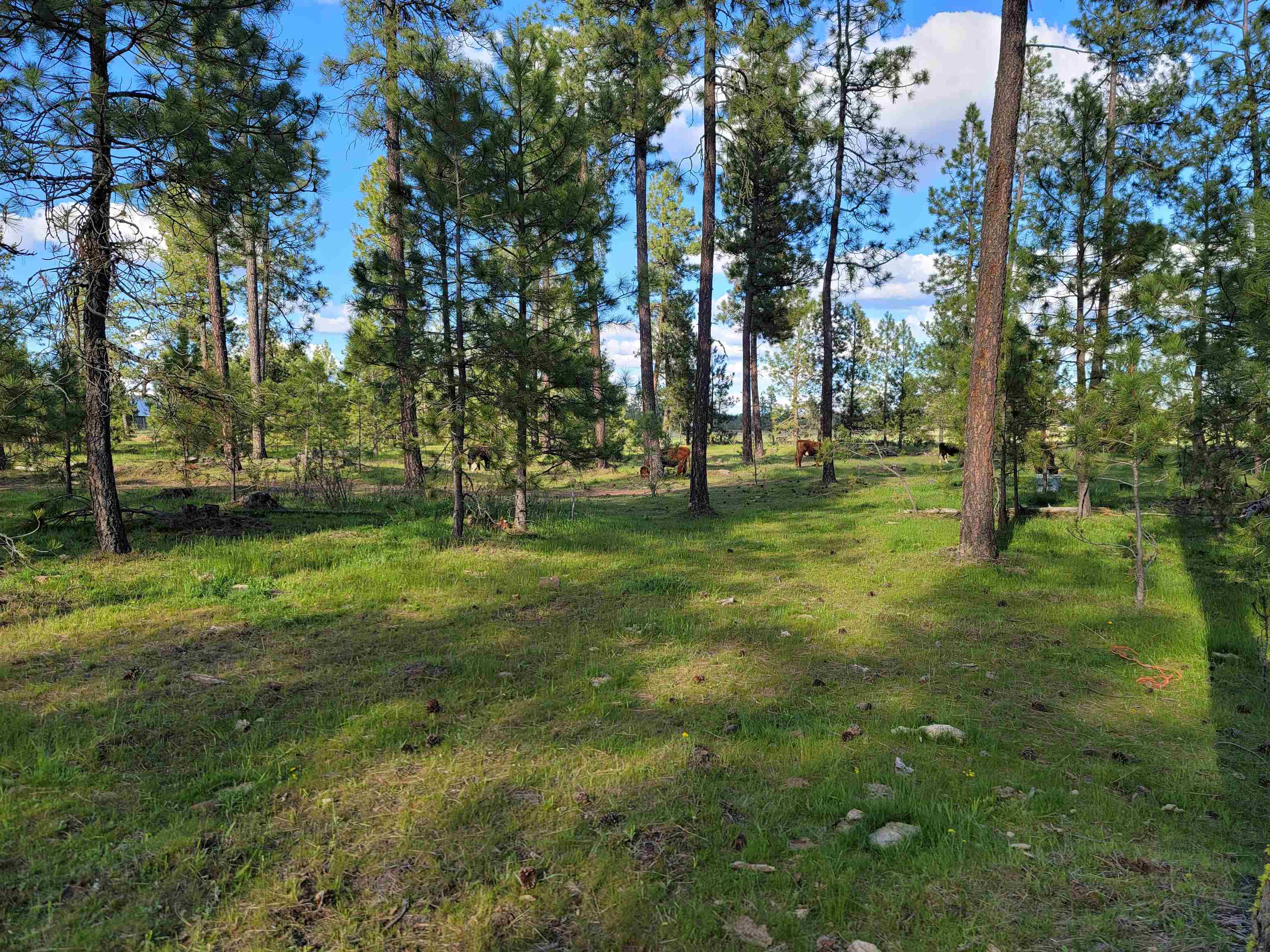 17524 South Brooks Road Cheney, WA 99004 - Photo 10 of 17