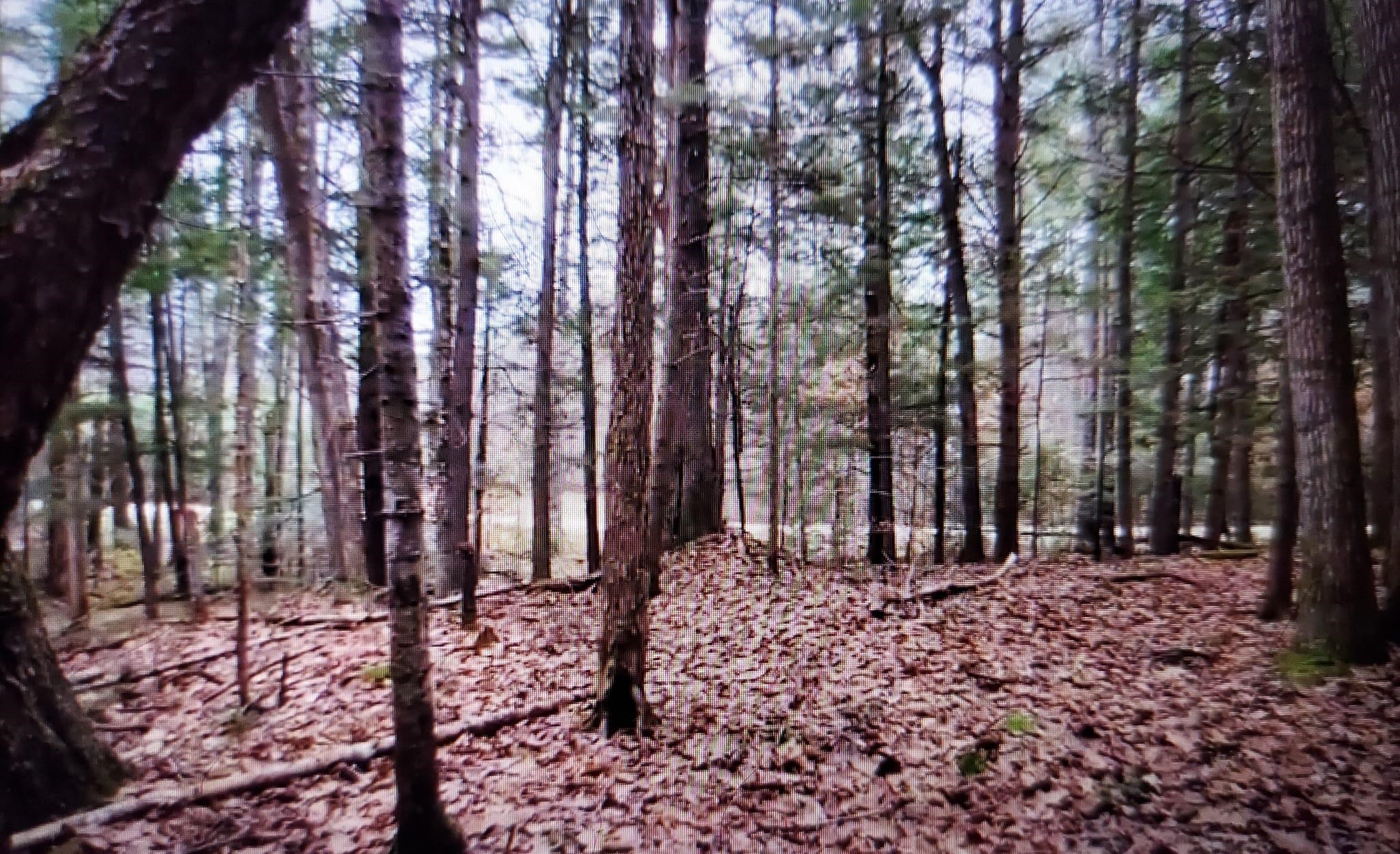 0 Covered Bridge Road Thornton, NH 03285 - Photo 29 of 32