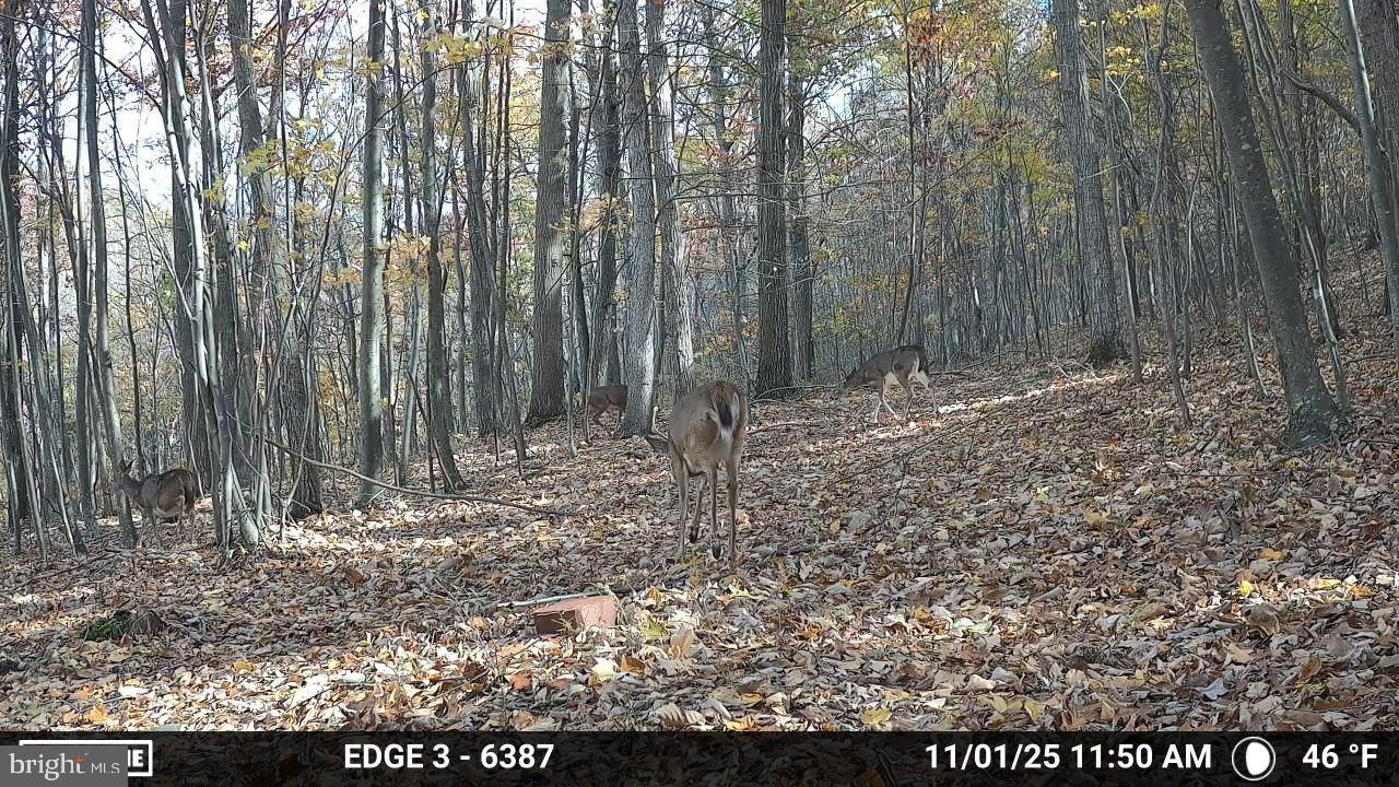 8620 Monns Gap Road Waynesboro, PA 17268 - Photo 78 of 99 Deer grazing in a serene autumn forest.