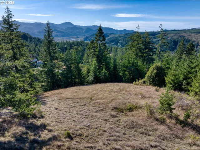a view of a dry yard with lots of trees