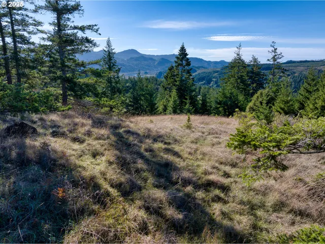 a view of a forest with trees