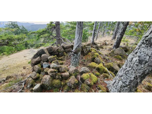 a picture of a tree in a background