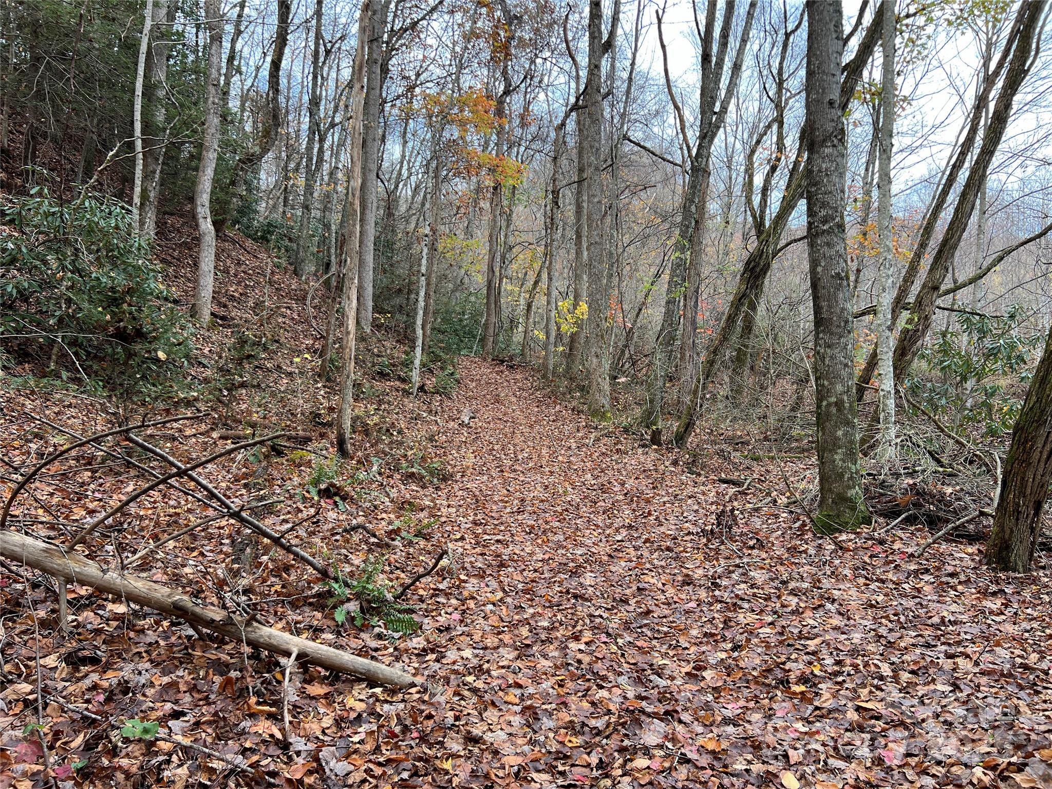 Tbd Tbd Horse Branch Road Lenoir, NC 28645 - Photo 5 of 23 a view of a forest filled with trees