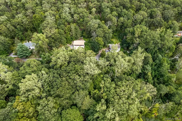 a view of a forest with a tree