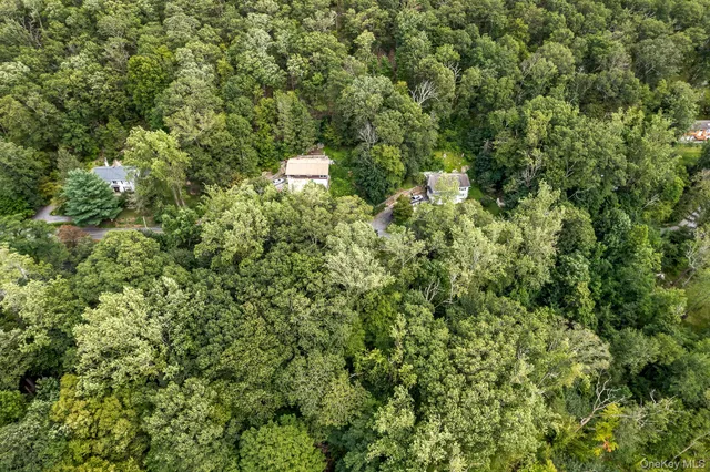 a view of a forest with a tree